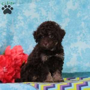Kisses, Toy Poodle Puppy